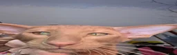 Oriental cats for sale: Cinnermon Oriental Shorthair Boy in Westgate-on-Sea - Advert 4