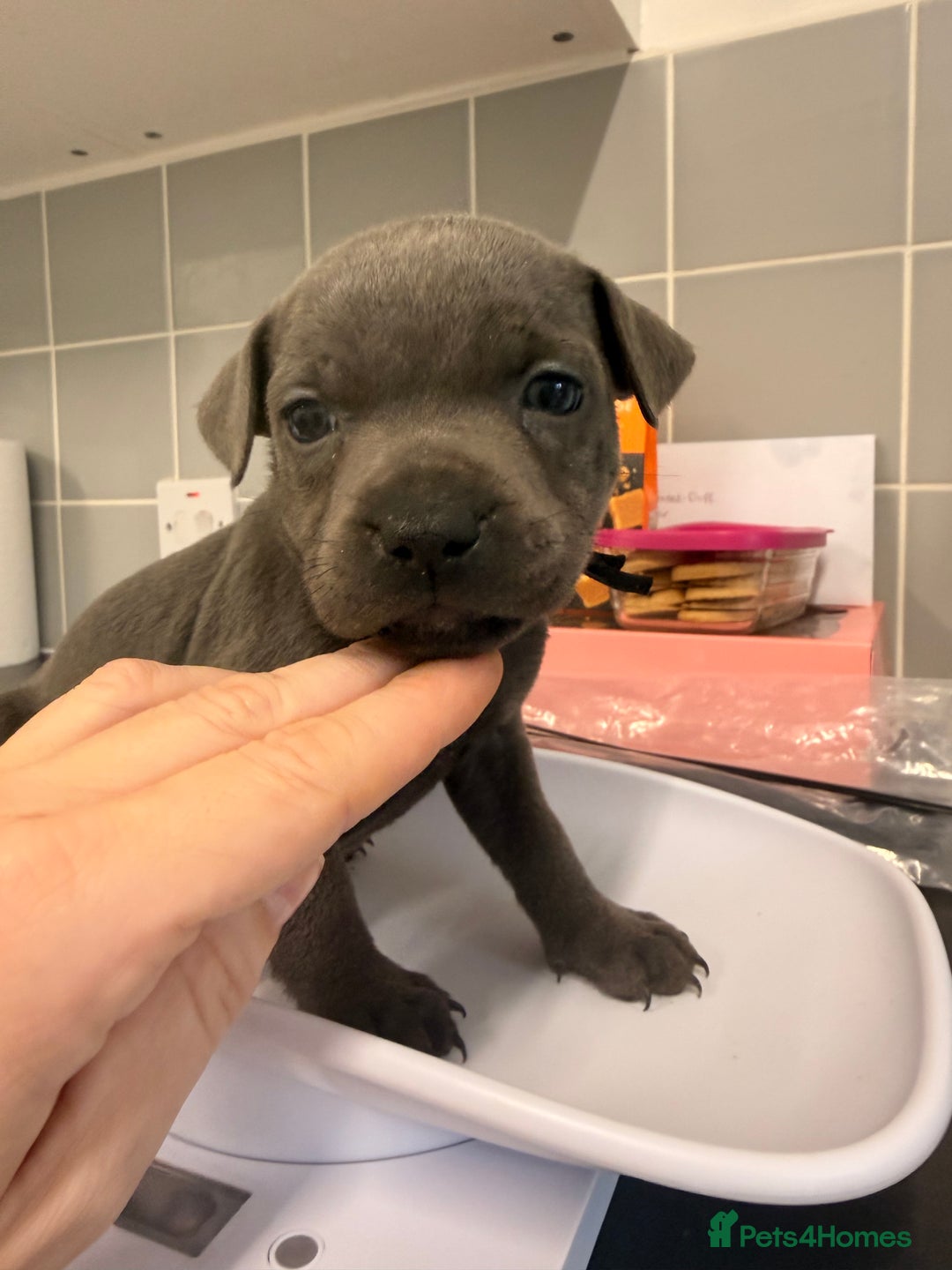 Staffordshire Bull Terrier dogs for sale: 🐾Beautiful chunky Staffies 🐾 - Image 7