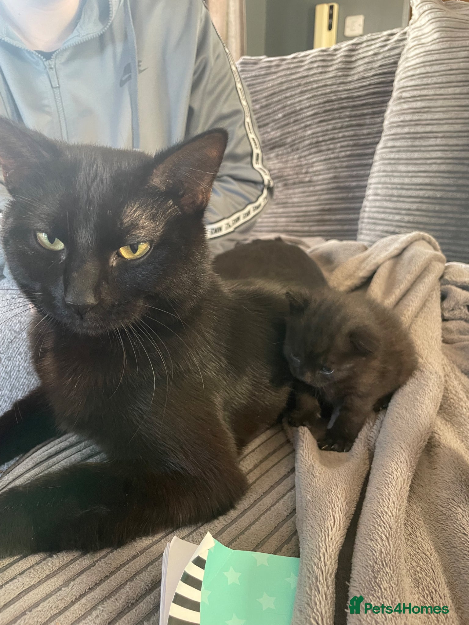 Mixed Breed cats BSH X SCOTTISH FOLD - Advert 1