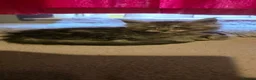Maine Coon cats for sale: 5 TICA Registered Maine Coon Kittens For Sale - Advert 32