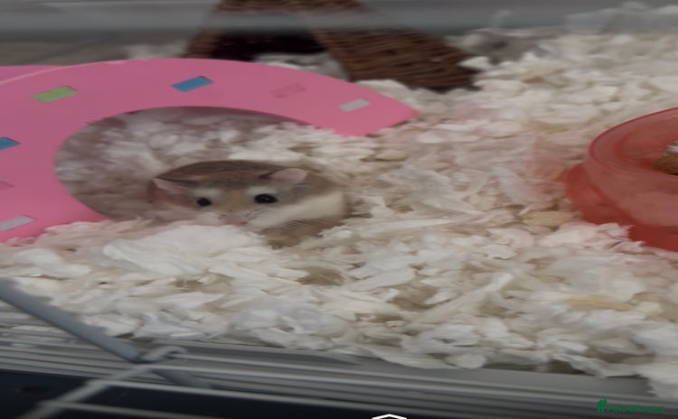 Hamster rodents - Advert 1