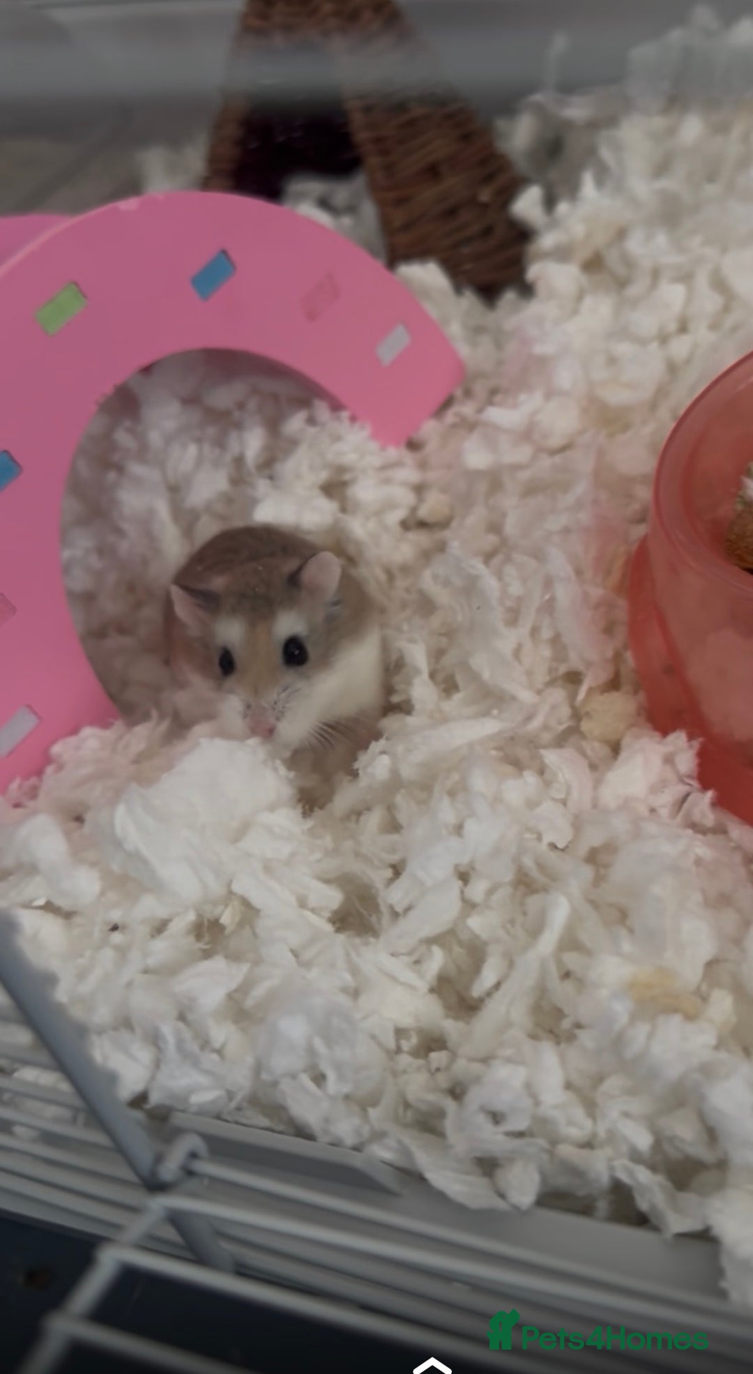 Hamster rodents for sale: female dwarf hamster  - Image 1