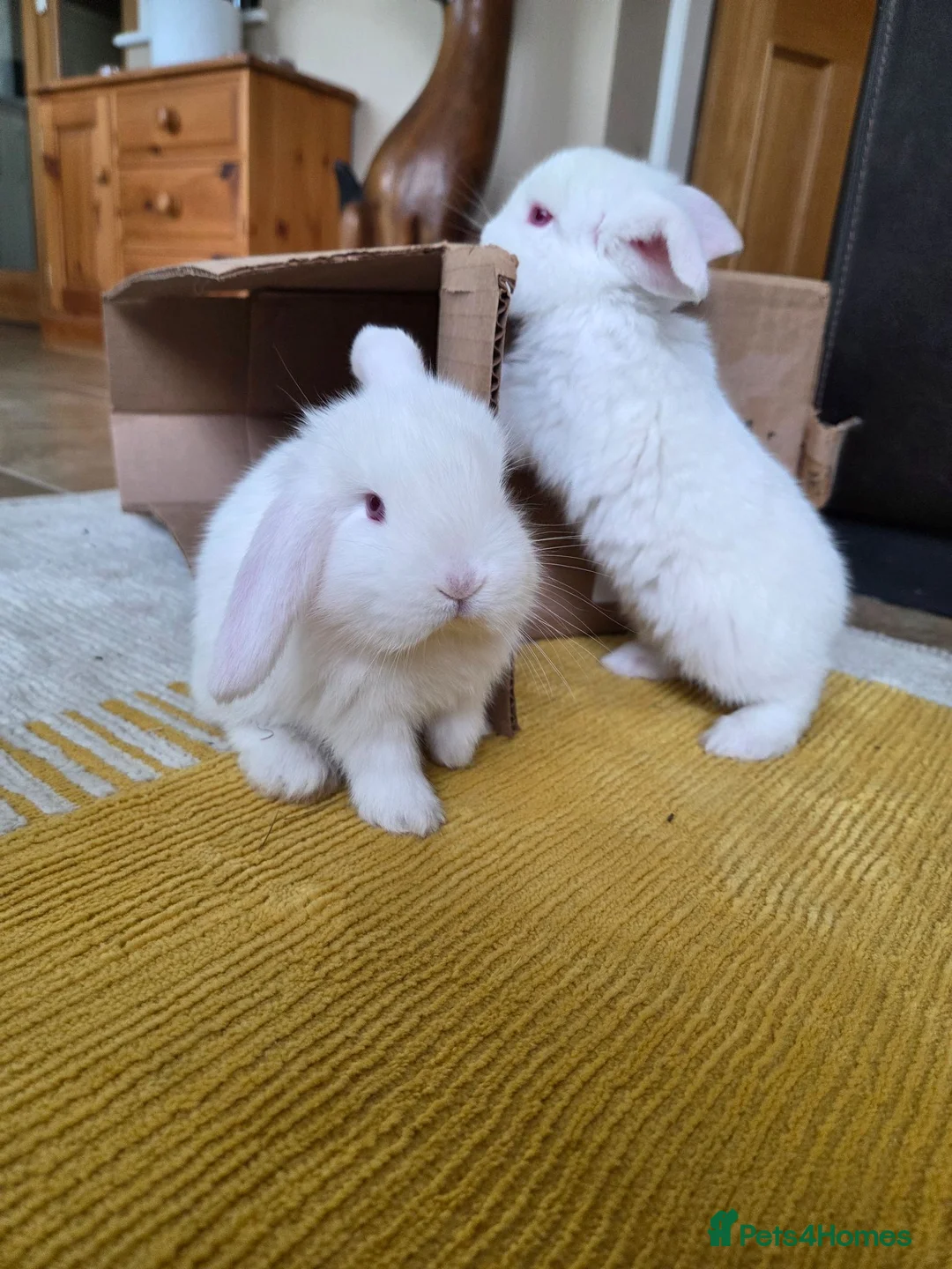 French Lop rabbits for sale: Beautiful baby French Lop bucks in Stone - Advert 2