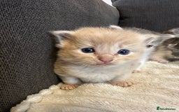 Mixed Breed cats for sale: Half ragdoll fluffy kittens  - Image 8