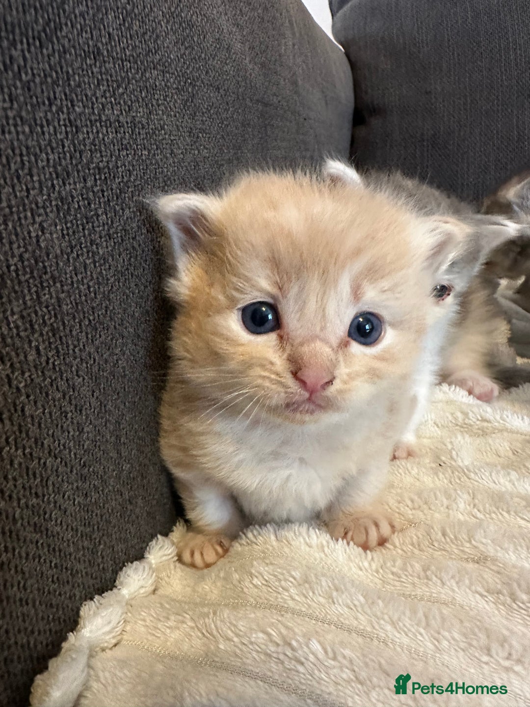 Mixed Breed cats for sale: Half ragdoll fluffy kittens  - Image 8