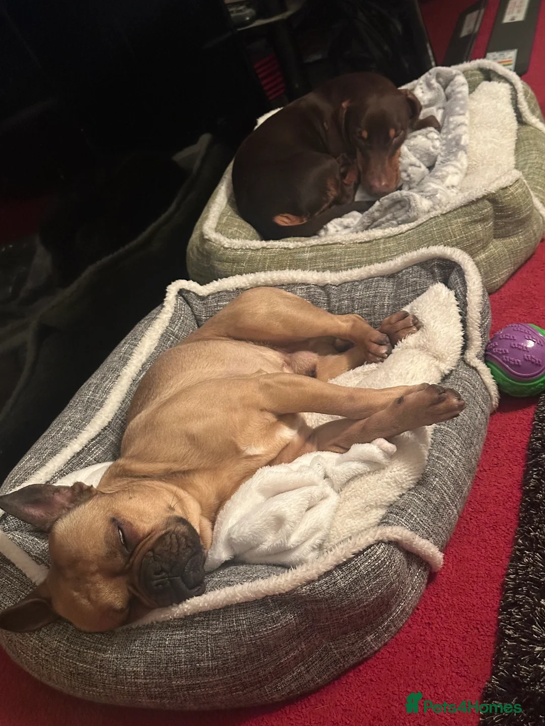 Frug dogs for stud: Rocco the Frug in Bridgwater - Advert 8