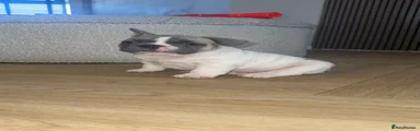 French Bulldog Puppy 1