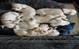 Miniature Schnauzer dogs for sale: Adorable white schnauzer puppy-last one left now  - Image 16