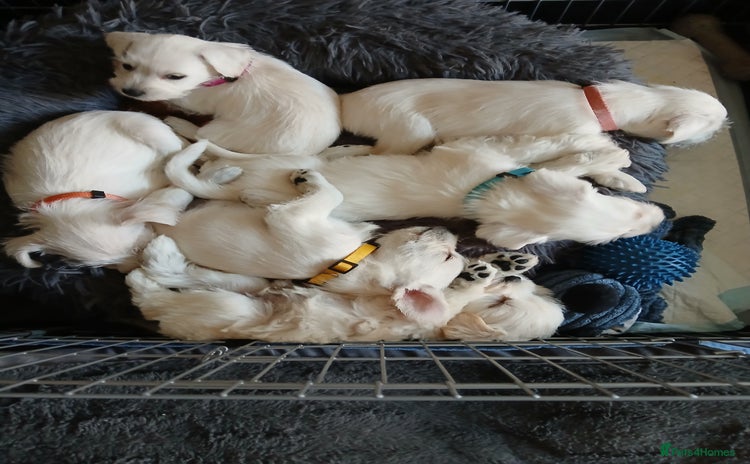 Miniature Schnauzer dogs - Advert 1