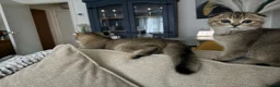 British Shorthair cats for sale: BSH BLACK GOLDEN CHINCHILLA - Advert 3