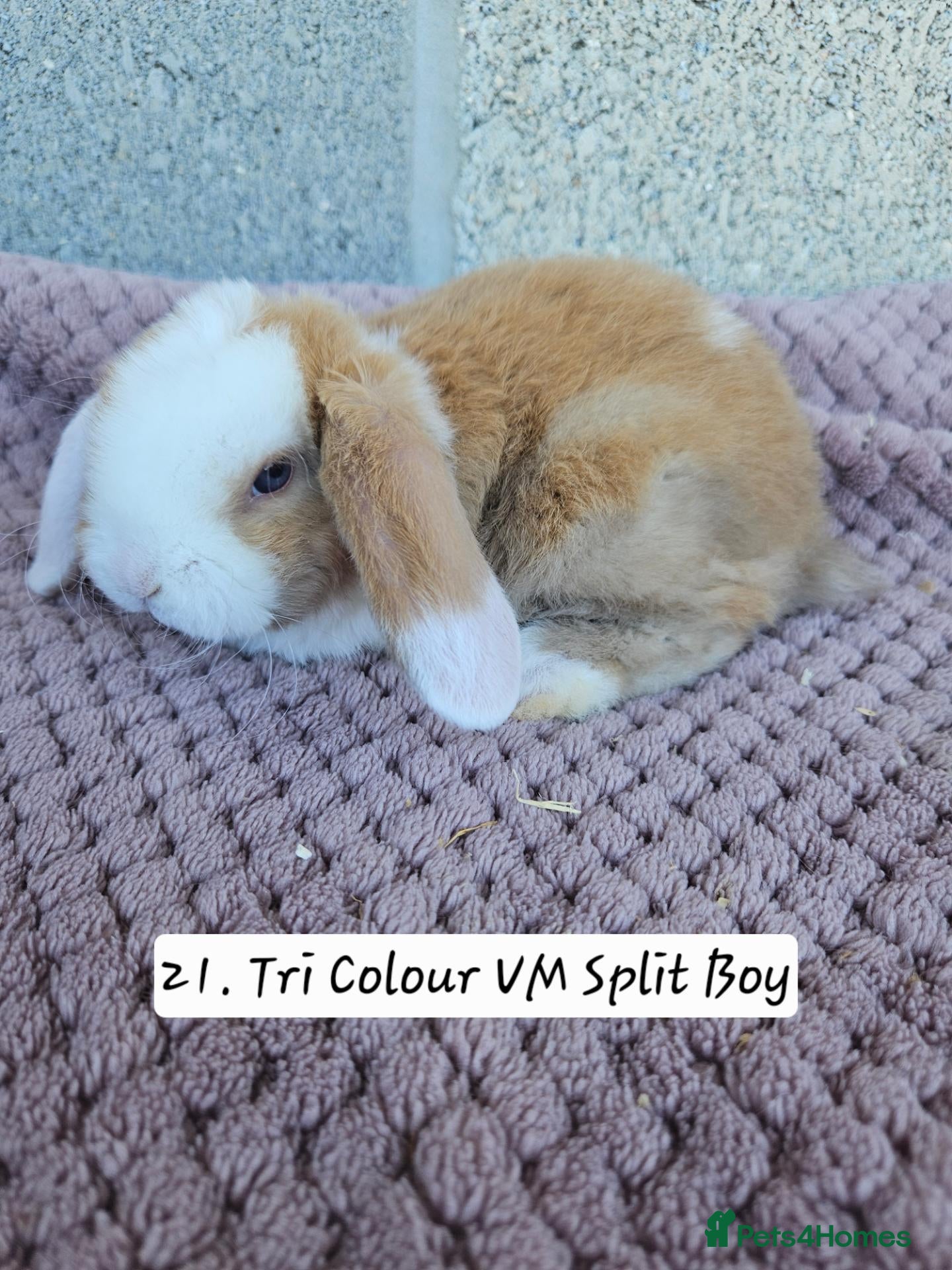 French Lop rabbits 🐻 Ad 2 PUREBRED MINI PLUSH LOPS 💕 - Advert 2