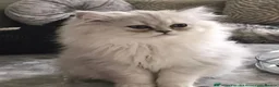 Persian cats for sale: PERSIAN CHINCHILLAS X - Advert 1