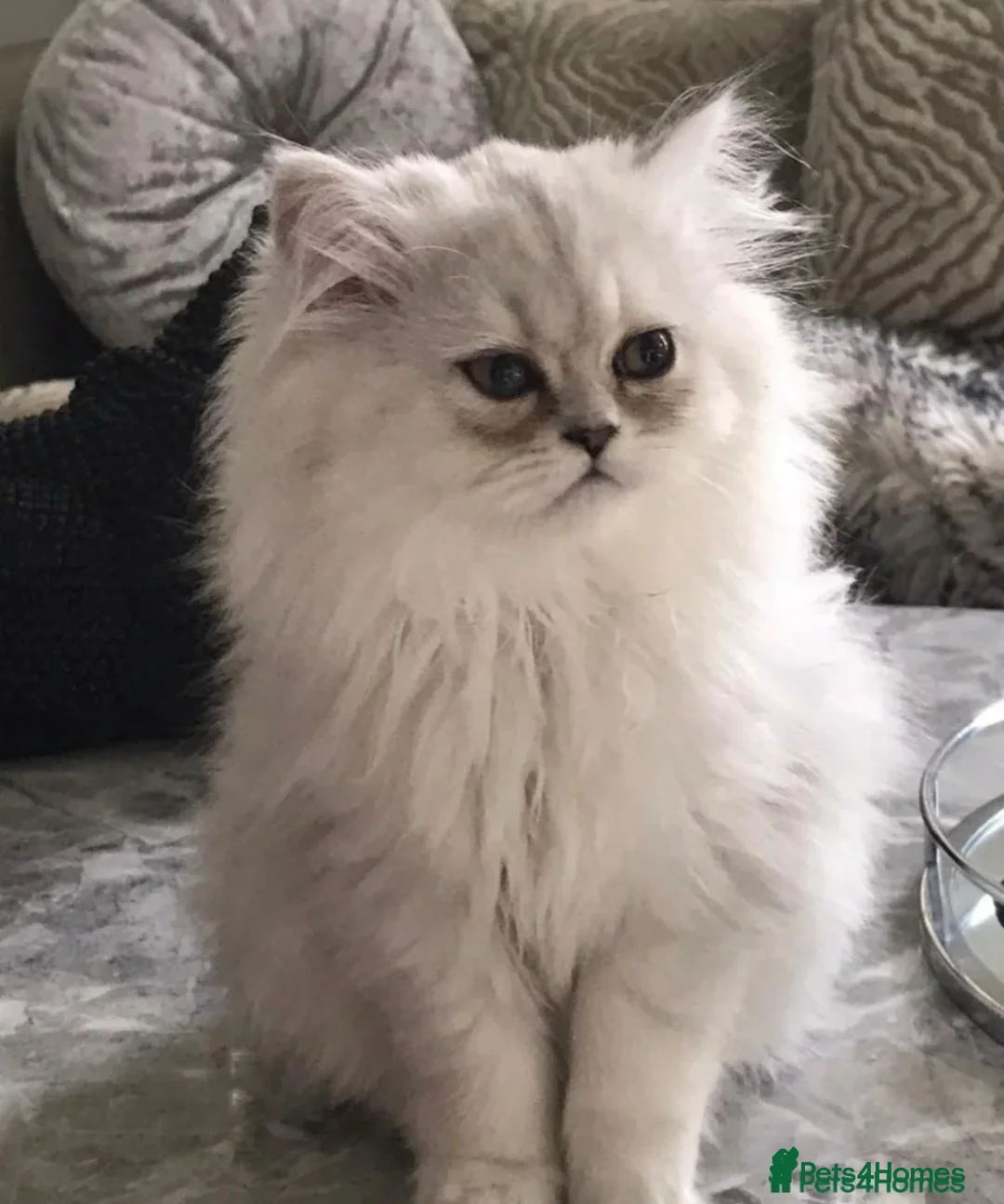 Persian cats for sale: PERSIAN CHINCHILLAS X - Advert 1