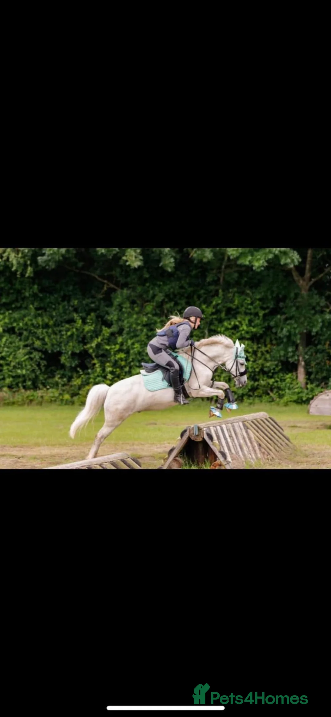 Riding pony horses for sale: introducing Beano  in Dartford - Advert 2