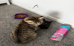 Domestic Shorthair cats for sale: Super cute kittens!  - Image 7