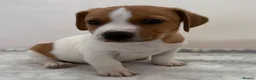 Jack Russell dogs for sale: Bred From Health Tested Parents - Advert 16