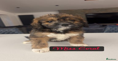 Saint Bernard dogs - Advert 16