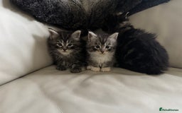 Maine Coon cats for sale: XXL kittens ready September  - Image 3