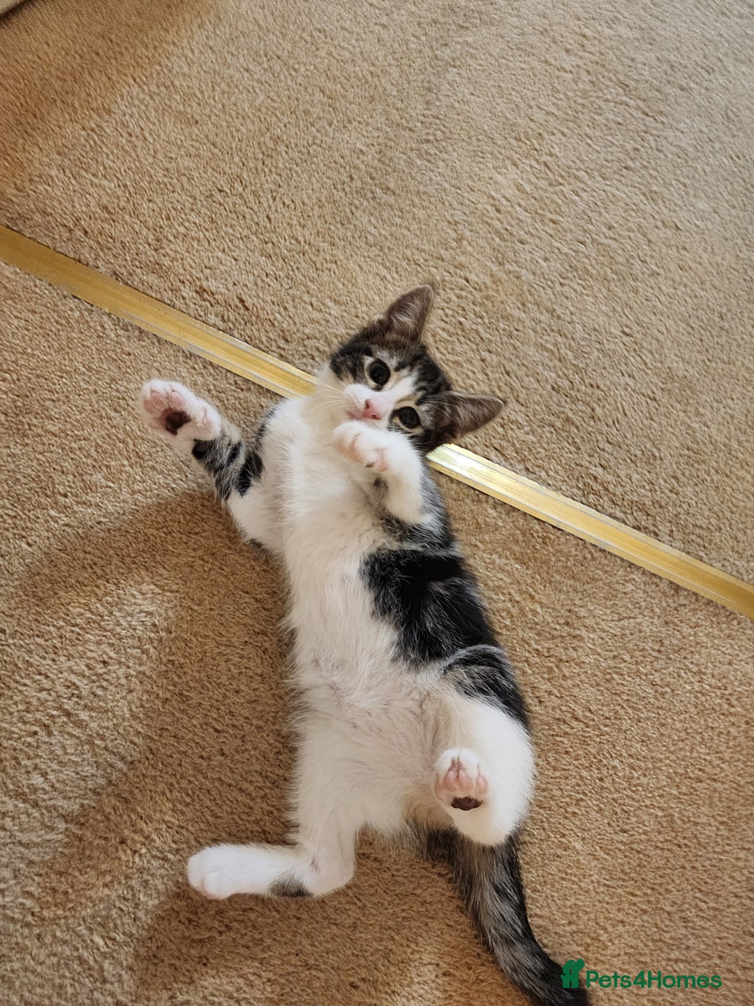 Mixed Breed cats for sale: Three playful mixed breed kittens for sale - Advert 6