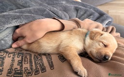 Labrador Retriever dogs for sale: Extensively health tested Labrador puppies - Image 10