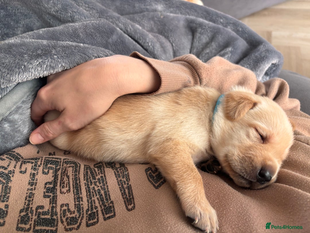 Labrador Retriever dogs for sale: Extensively health tested Labrador puppies - Image 10