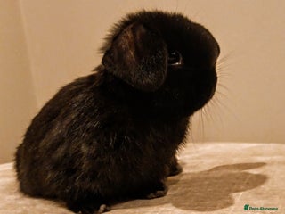 Mini Lop rabbits for sale - Advert 1