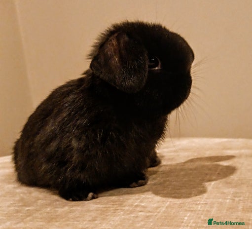 Mini Lop rabbits - Advert 1