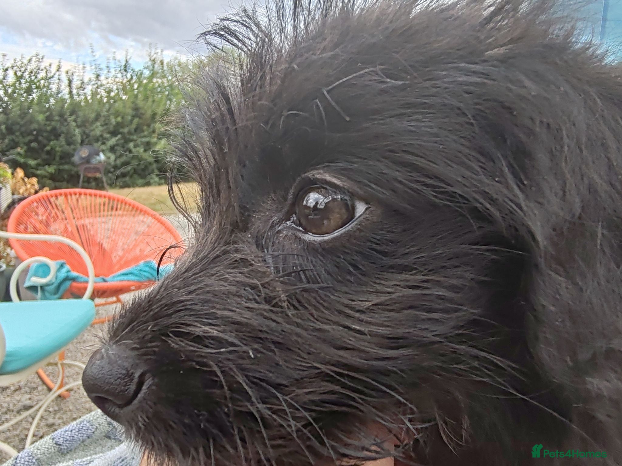Bordoodle dogs Bordoodle Colliepoo - Advert 2
