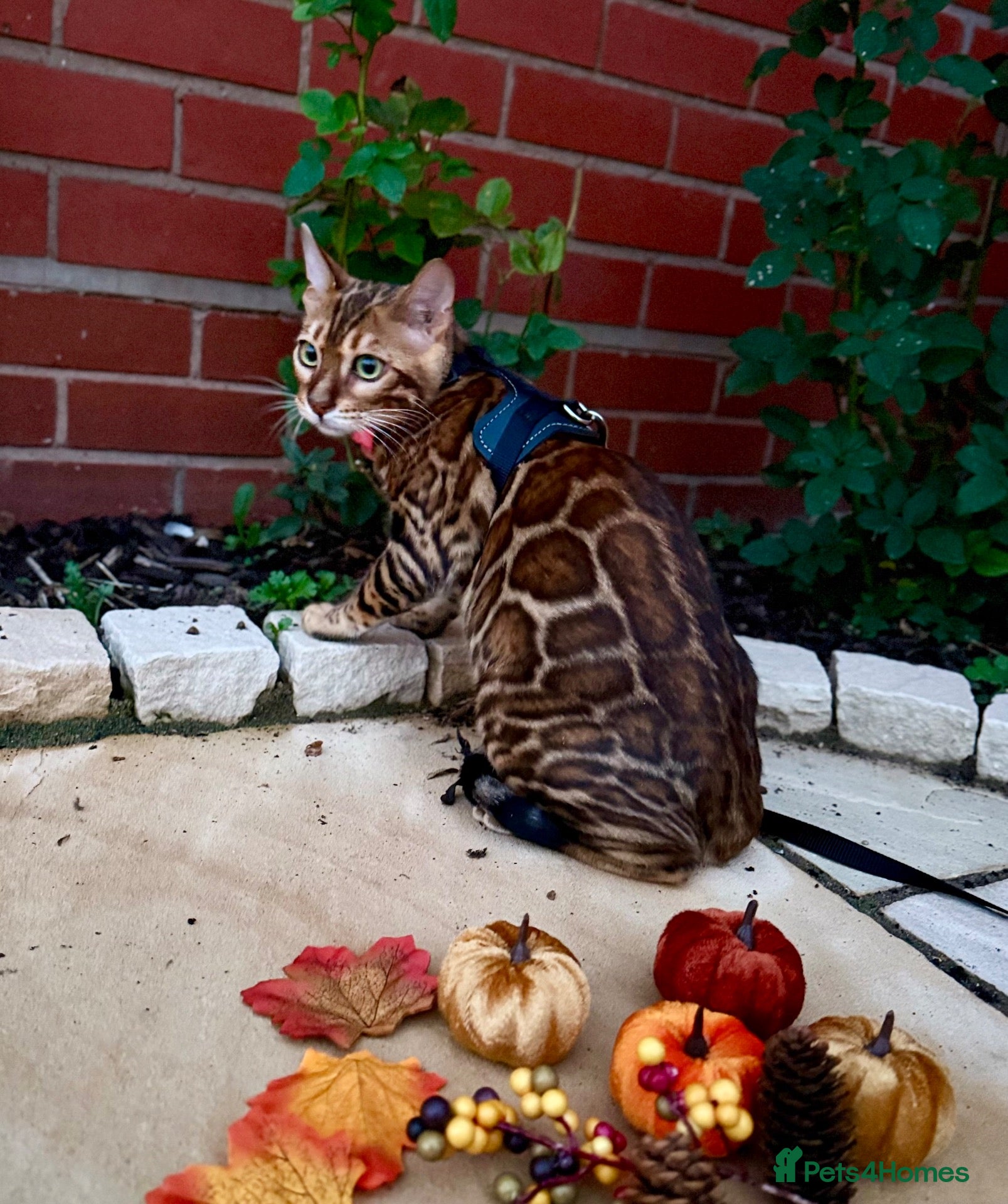 Bengal cats Stunning TICA registered Bengal boy 🐾  - Advert 5