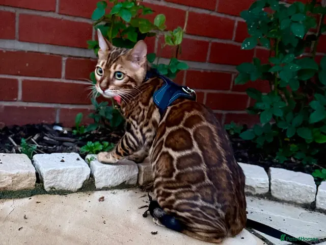 Bengal cats for sale: Stunning TICA registered Bengal boy 🐾 - Advert 3