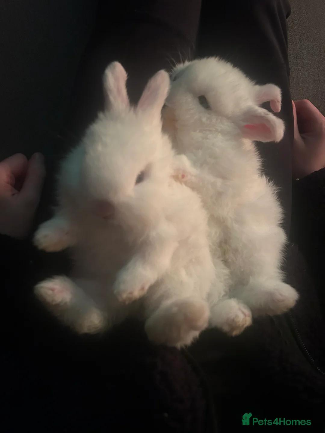 Dwarf Lop rabbits for sale: baby french dwarf lop rabbits in Nuneaton - Advert 3