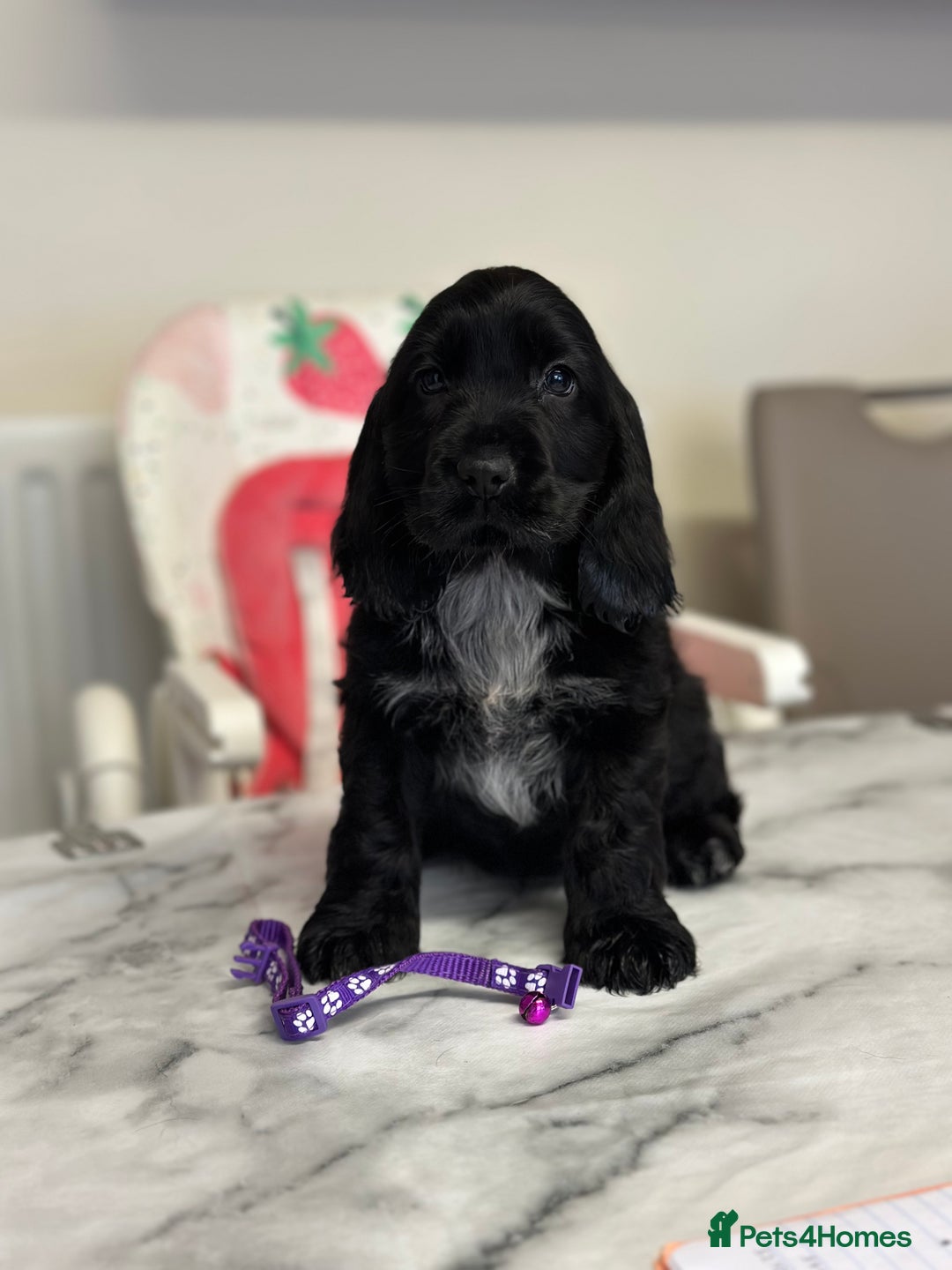 Cocker Spaniel dogs for sale: Health tested full show line puppies - Image 4