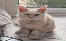 Maine Coon cats for sale: Beautiful Fluffy Maine Coon Kittens - Image 15