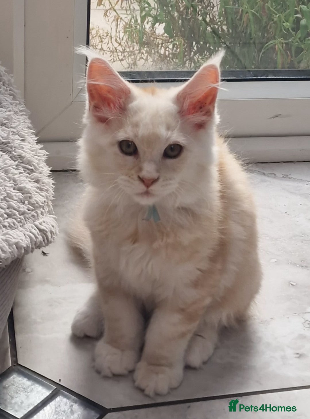 Maine Coon cats for sale: Beautiful Fluffy Maine Coon Kittens - Image 15