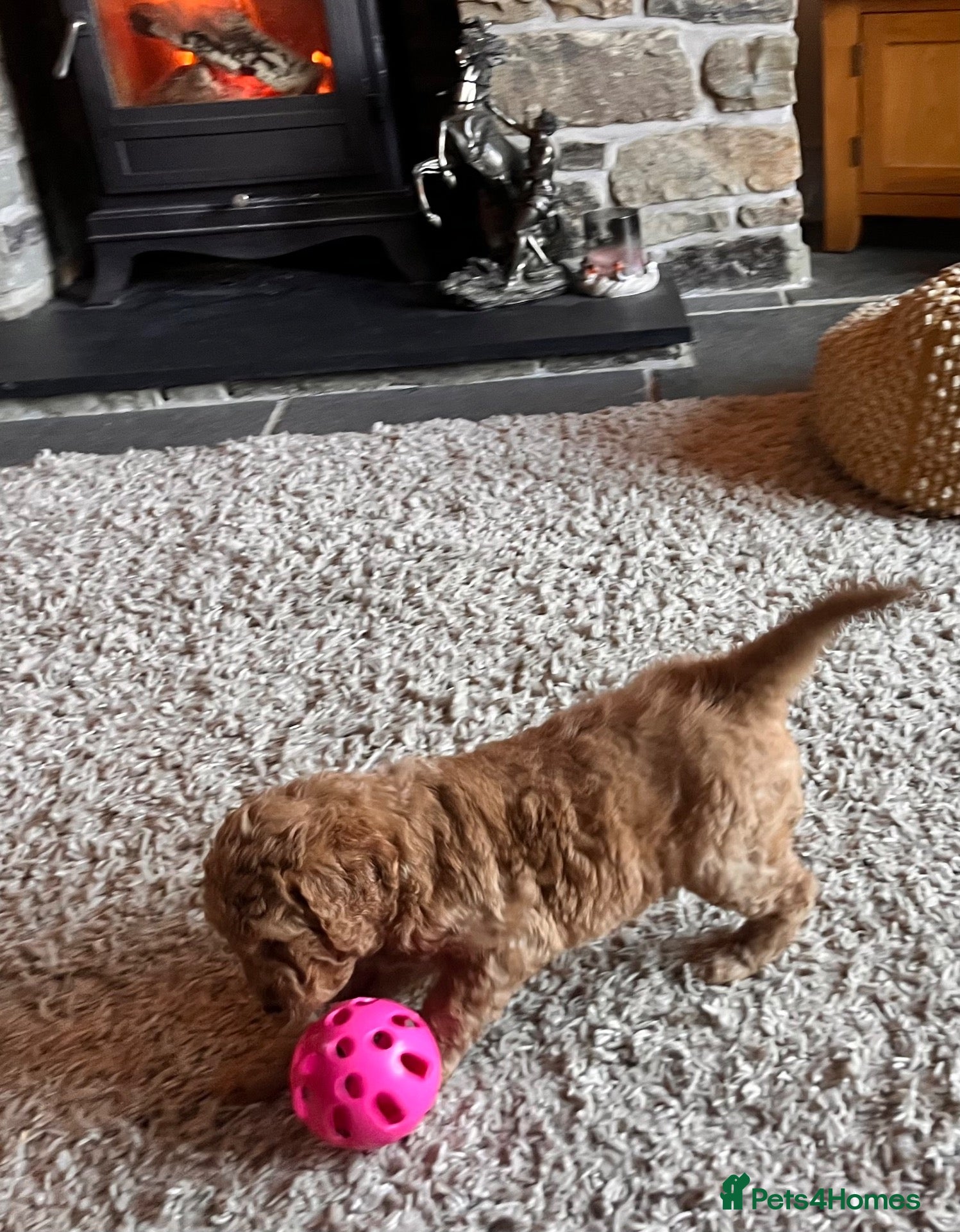 Goldendoodle dogs GOLDENDOODLE  PUPPIES F1b  - Advert 2