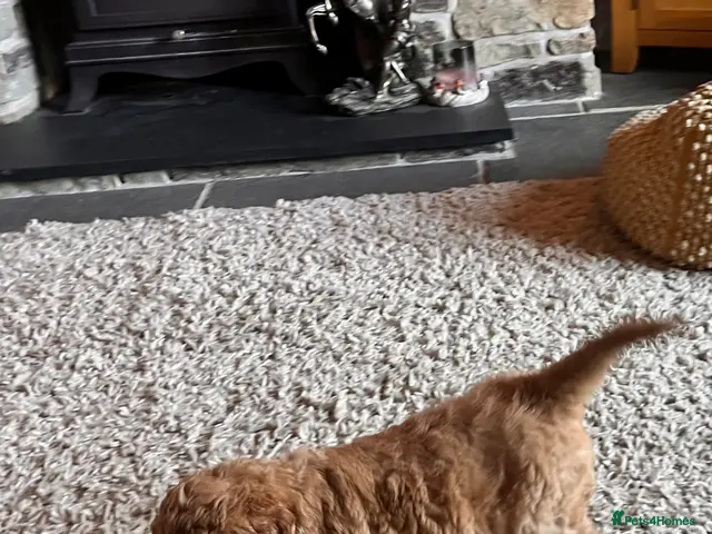 Goldendoodle dogs for sale: GOLDENDOODLE PUPPIES F1b - Advert 2