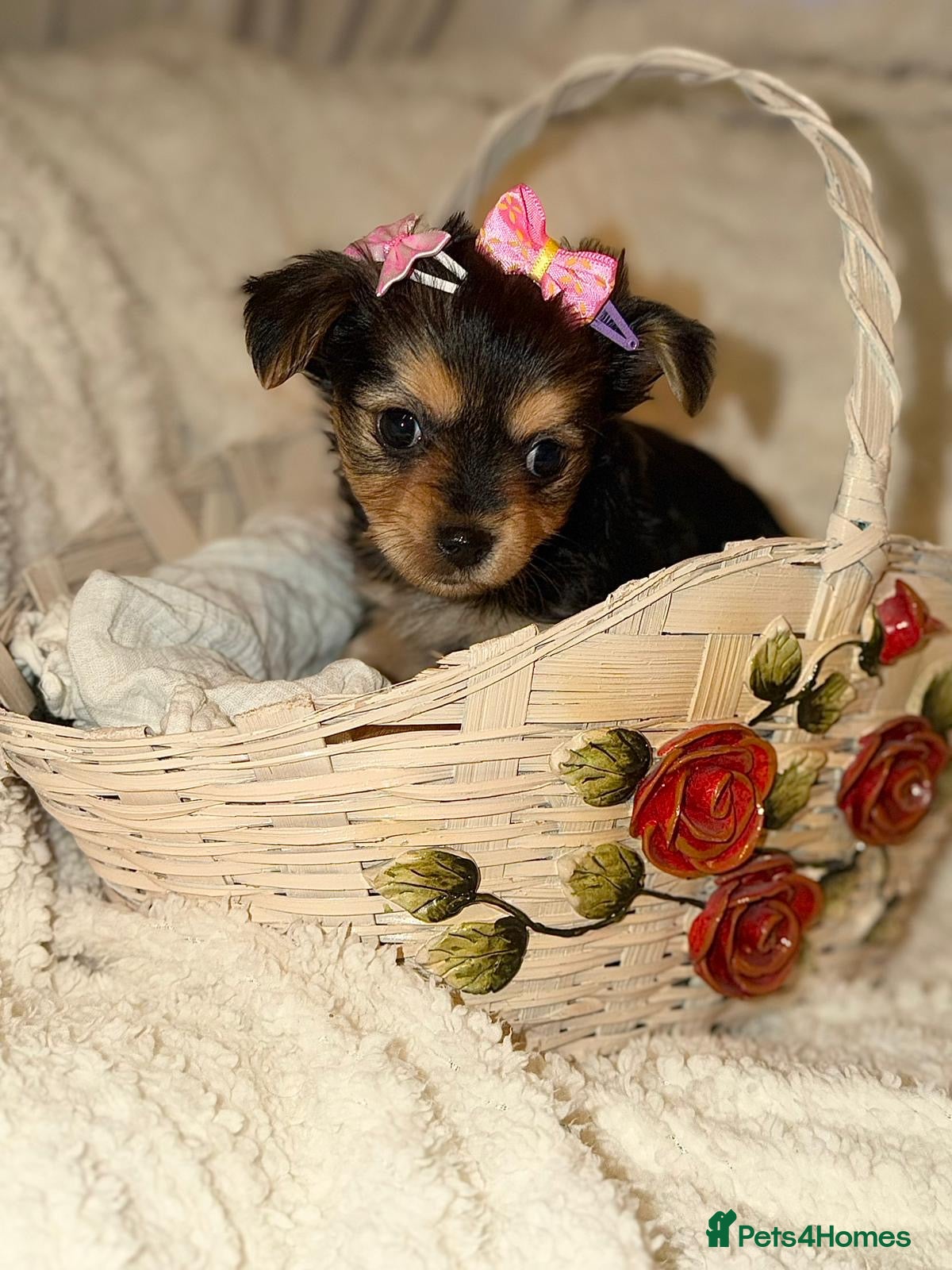 Yorkshire Terrier dogs Tiny Yorkshire terrier puppies  - Advert 1