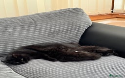 Mixed Breed cats for sale: Beautiful Fluffy Black Female Kitten  - Image 15