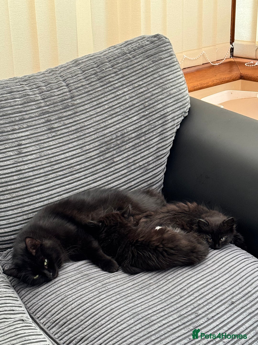 Mixed Breed cats for sale: Beautiful Fluffy Black Female Kitten  - Image 15