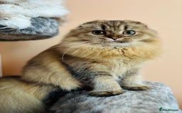 Scottish Fold cats for sale: Scottish fold kitten - Image 1
