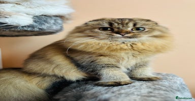 Scottish Fold cats Scottish fold kitten - Advert 12