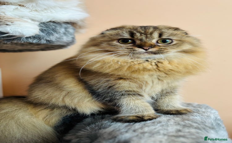 Scottish Fold cats - Advert 1