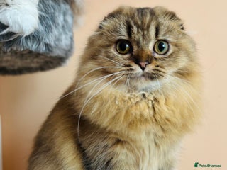 Scottish Fold cats - Advert 6