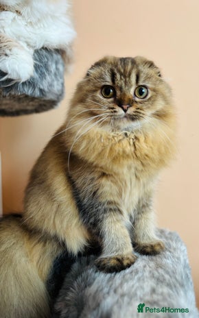 Scottish Fold cats - Advert 6