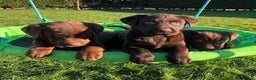 Labrador Retriever dogs for sale: Fully health checked chocolate labrador puppies  - Advert 1