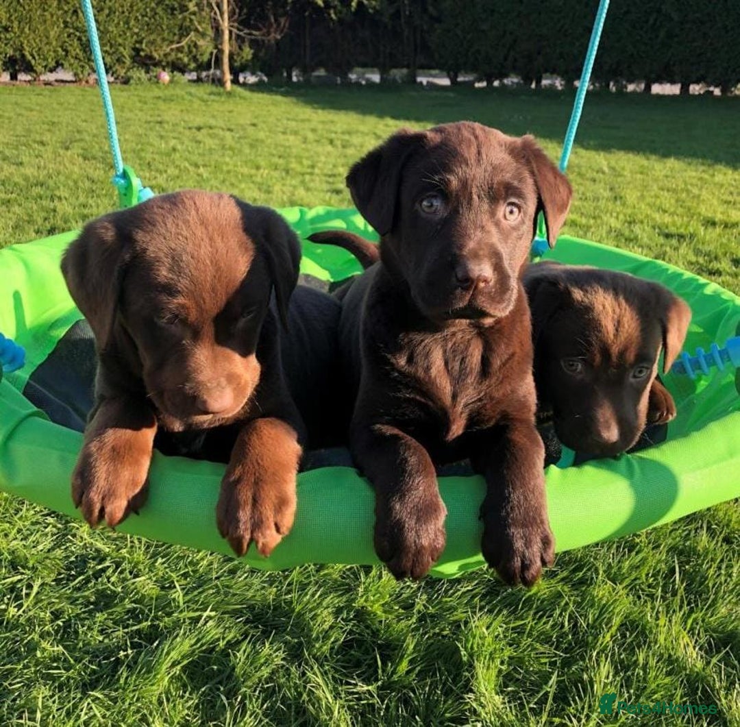Labrador Retriever dogs for sale: Fully health checked chocolate labrador puppies  - Advert 1