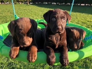 Labrador Retriever dogs Fully health checked chocolate labrador puppies - Advert 1