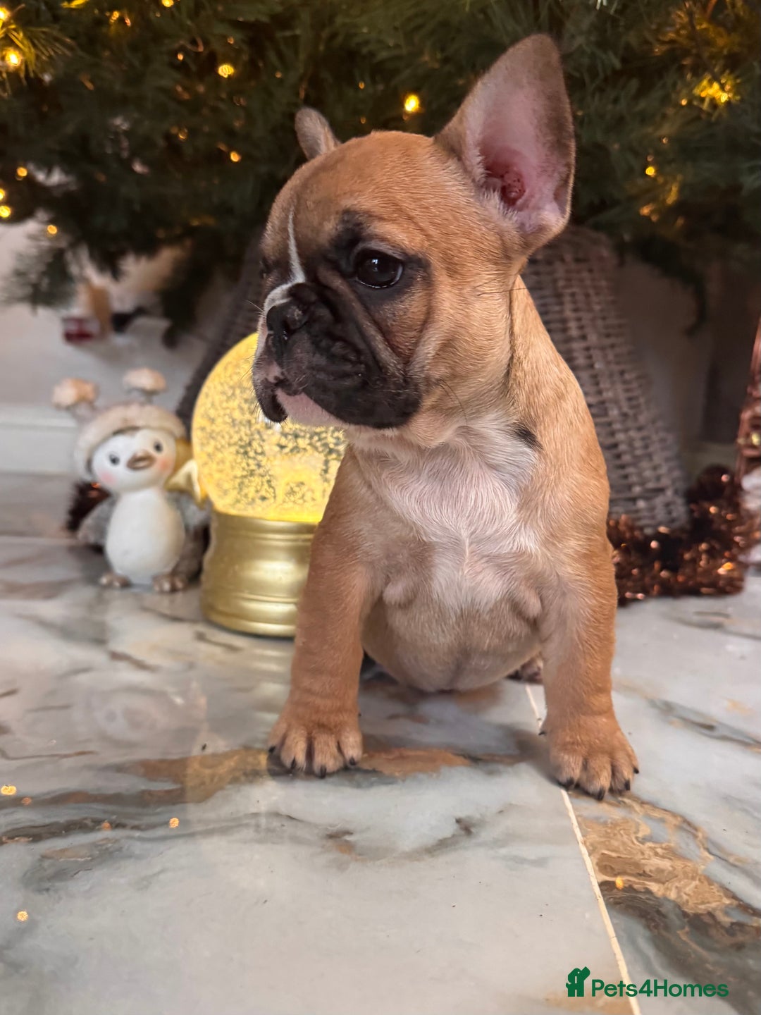 French Bulldog dogs for sale: Champion Sired last female Fawn French bulldog - Advert 1