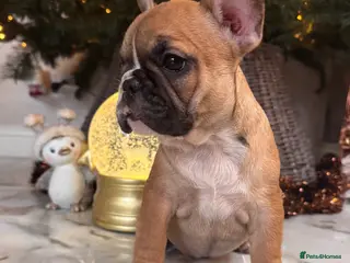 French Bulldog dogs Champion Sired last female Fawn French bulldog - Advert 16
