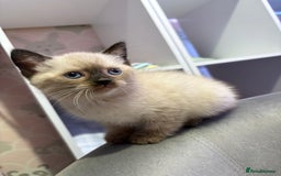 British Shorthair cats for sale: Luna’s Litter 🩶 - Image 16